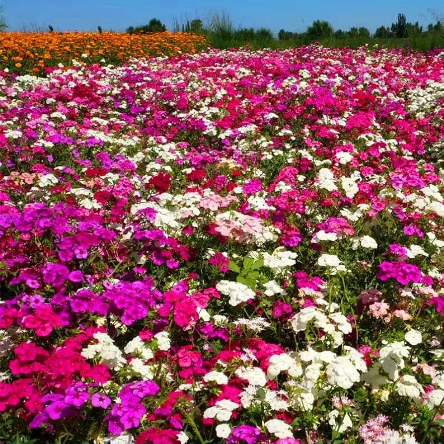 💐Vibrant Tapestry of Color ✨Creeping Phlox Seeds, Shibazakura Seeds