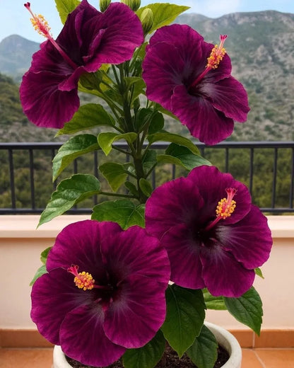 🌺 Rare Hibiscus Seeds – Year-Round Blooms in Pots