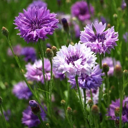 Cornflower Mixed Seeds