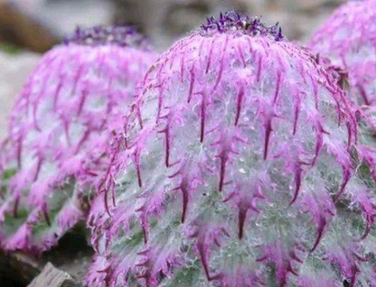 Saussurea medusa Maxim