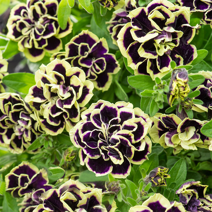 Double Petunia Seeds