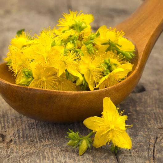 St. Johns Wort Seeds