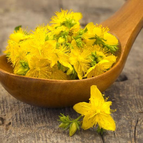 St. Johns Wort Seeds