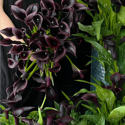 Calla Lily Seeds - Mixed - Beautiful Flowers Planting