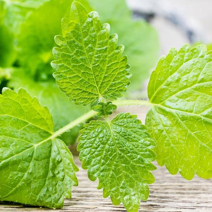 Lemon Balm Seeds