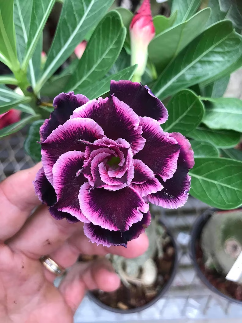 Desert Rose -- Grace