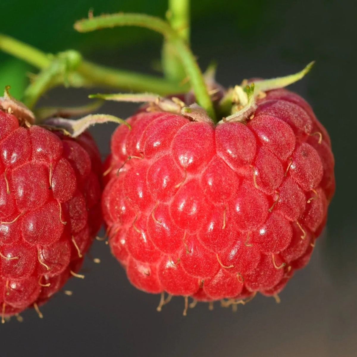 Raspberry Seeds