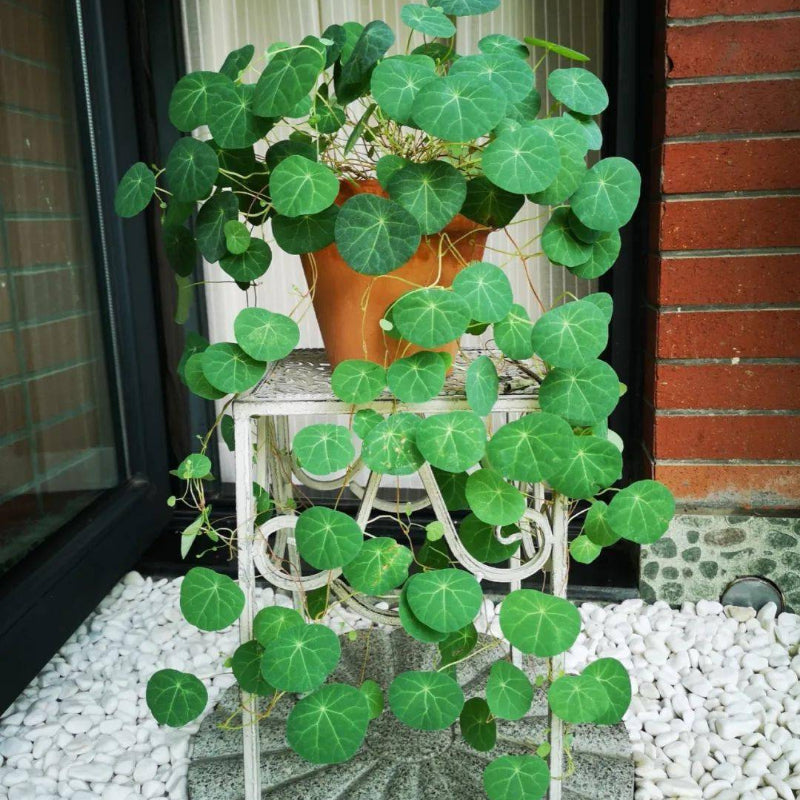 Stephania Erecta Climbing Greenery Seeds