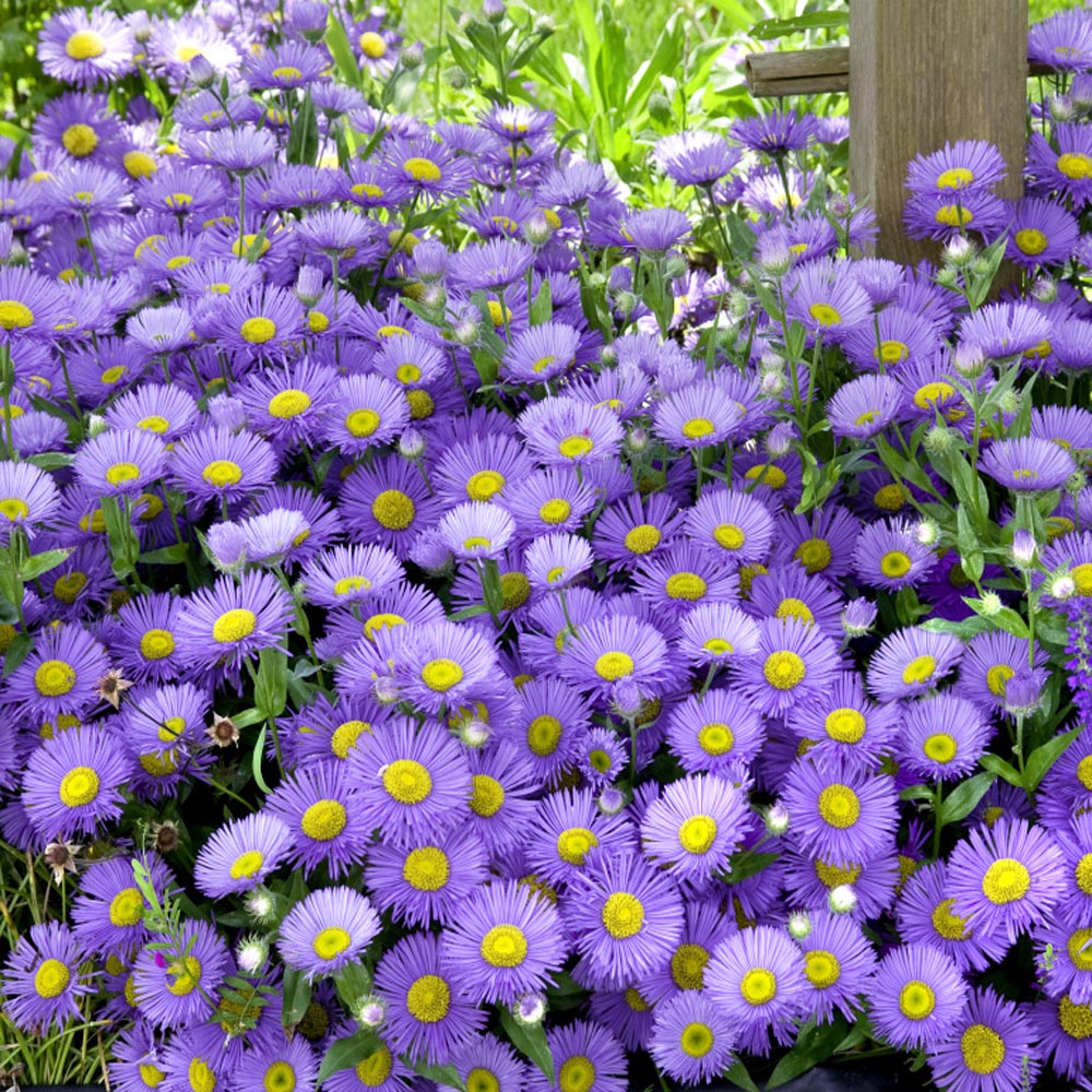 🫧Aster Seeds- Purple Dome