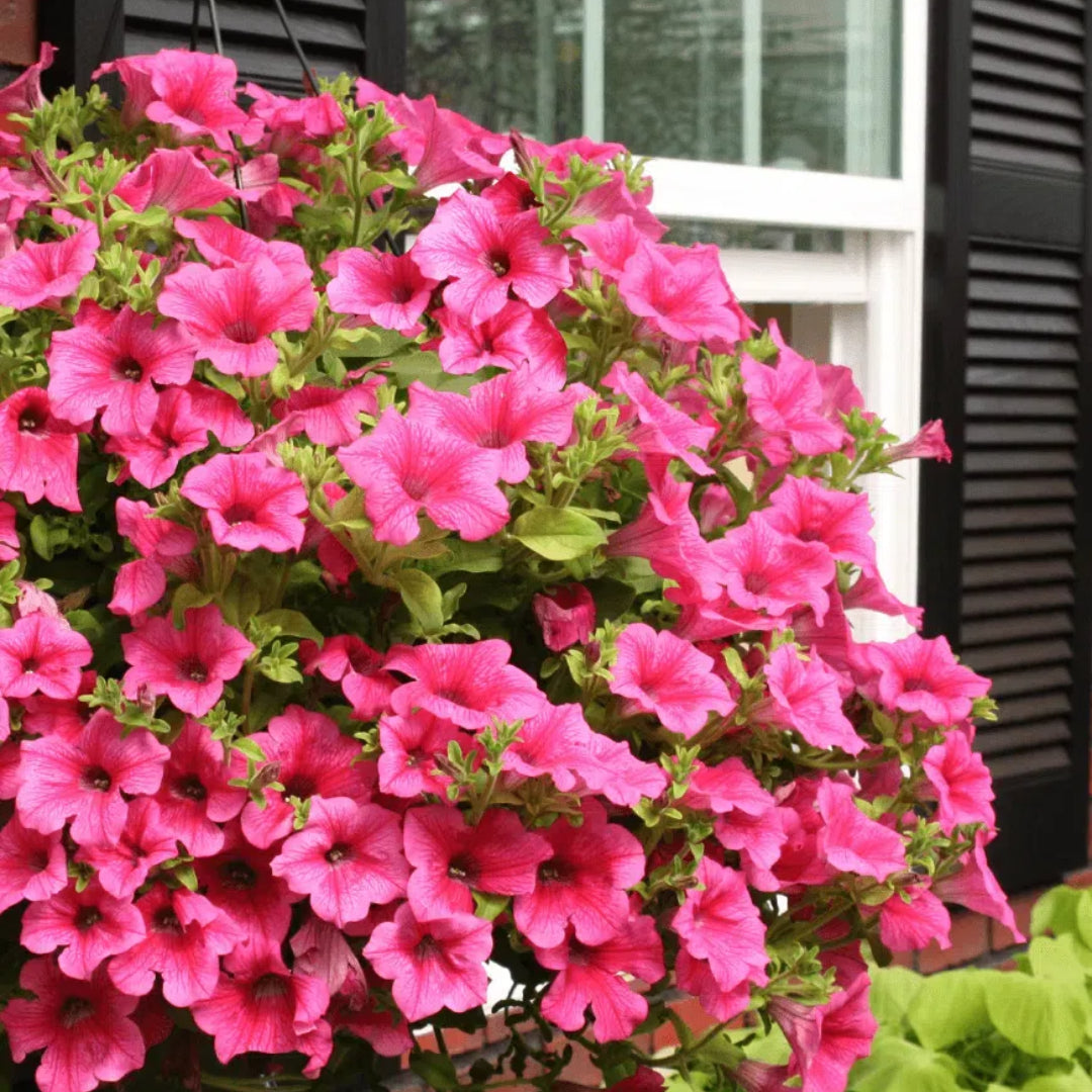 🌸Petunia Seeds