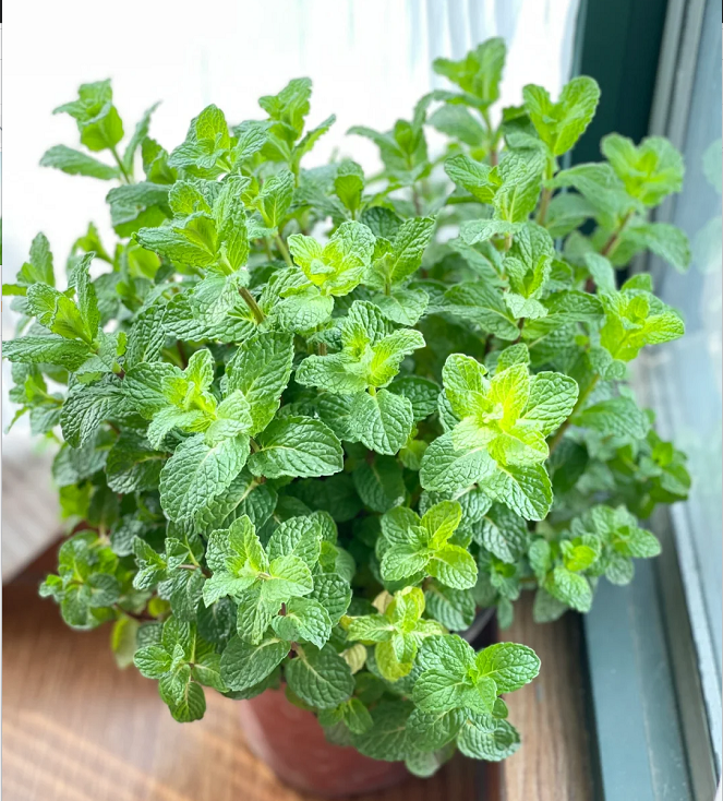 Potted Mint Seeds