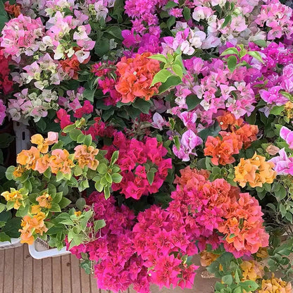 💐Bougainvillea – Easy To Grow And Beautiful