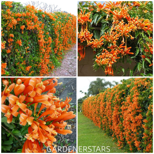 🧡Pyrostegia Venusta Flower