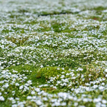 🌳Irish Moss Pearl Grass Seeds for Garden Yard Lawn