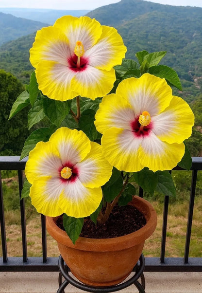 🌺 Rare Hibiscus Seeds – Year-Round Blooms in Pots