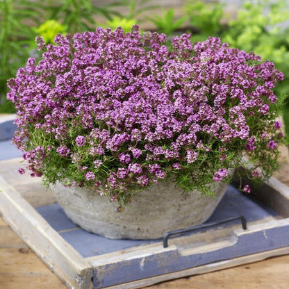 ✨Creeping Thyme Seeds for Four Seasons🏡Create Your Perfect Lawn Here🌼