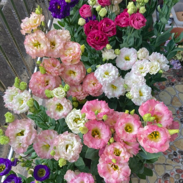 🌺Lisianthus - Sincere Love