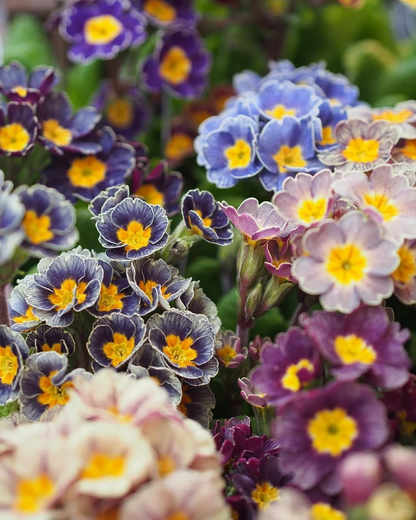 Mixed Color Primrose Seeds