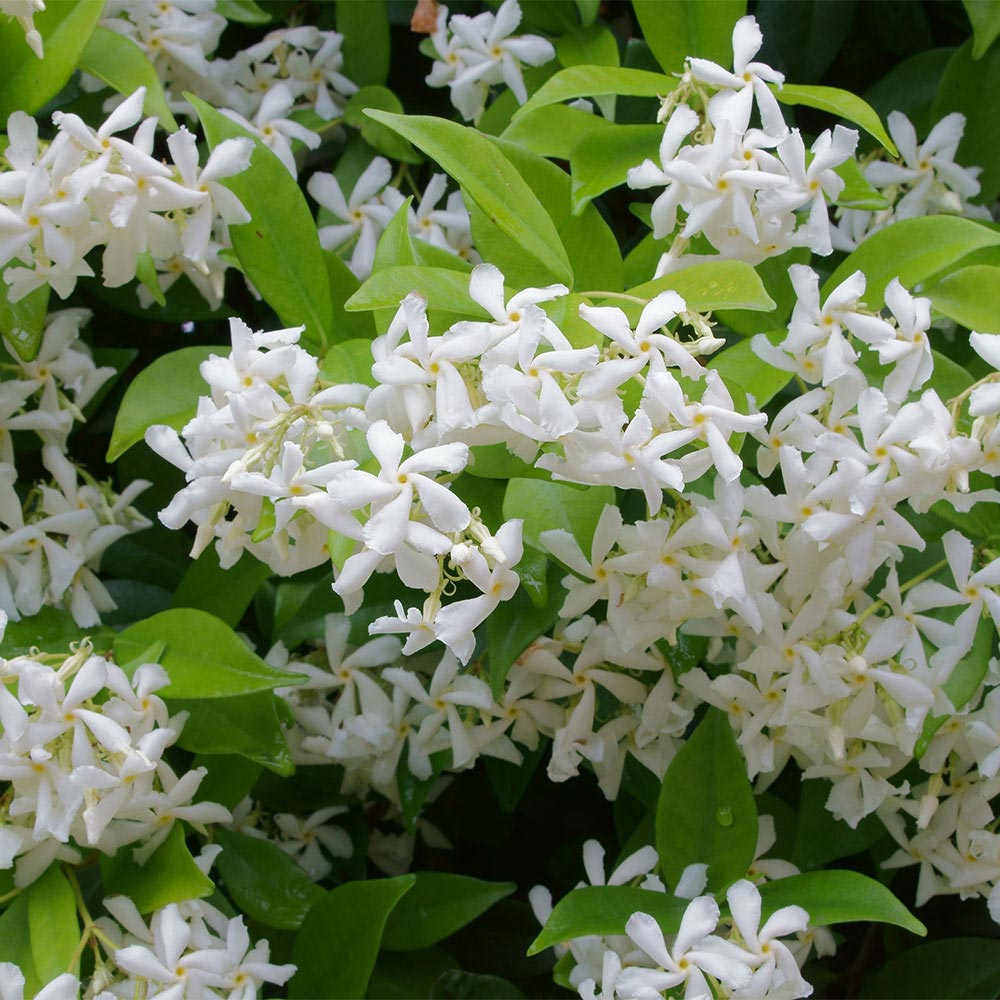 🌟Star Jasmine🌟