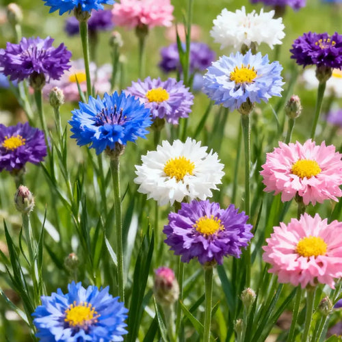🌼Cornflower Seeds–Create A Colorful Summer Landscape