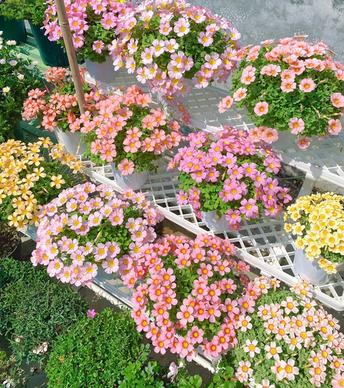 Multicolor Oxalis Seeds