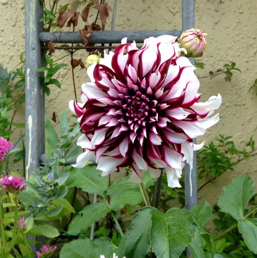 Tartan Dinnerplante Flowering Dahlia