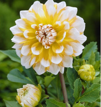 Dahlia 'Polar Star' – A Sunny Delight for Your Garden 🌼✨