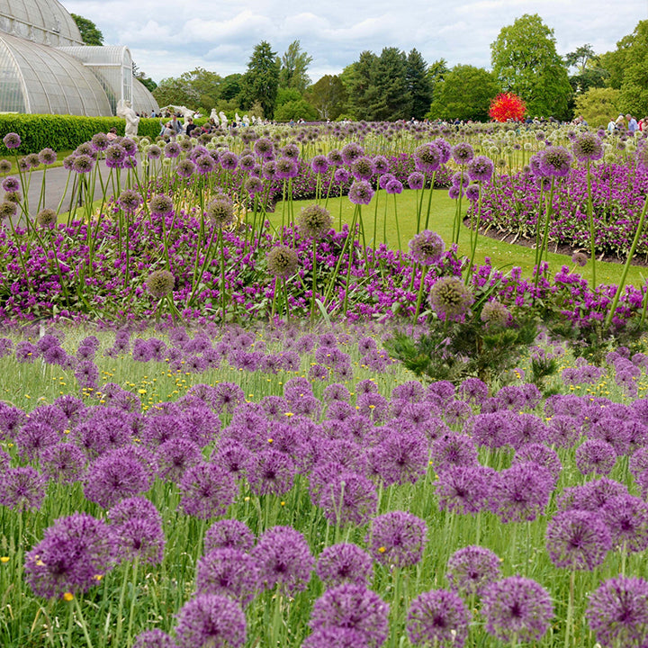Allium Giganteum Ornamental Onion Flower