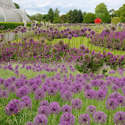 Allium Giganteum Ornamental Onion Flower