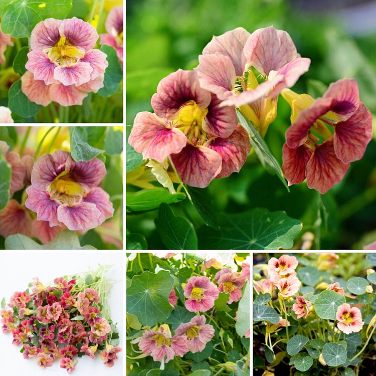 Nasturtium Seeds– Edible Flower for Salads & Garden Color🌼