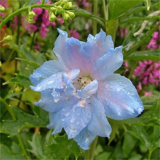 Smeraldo Flower