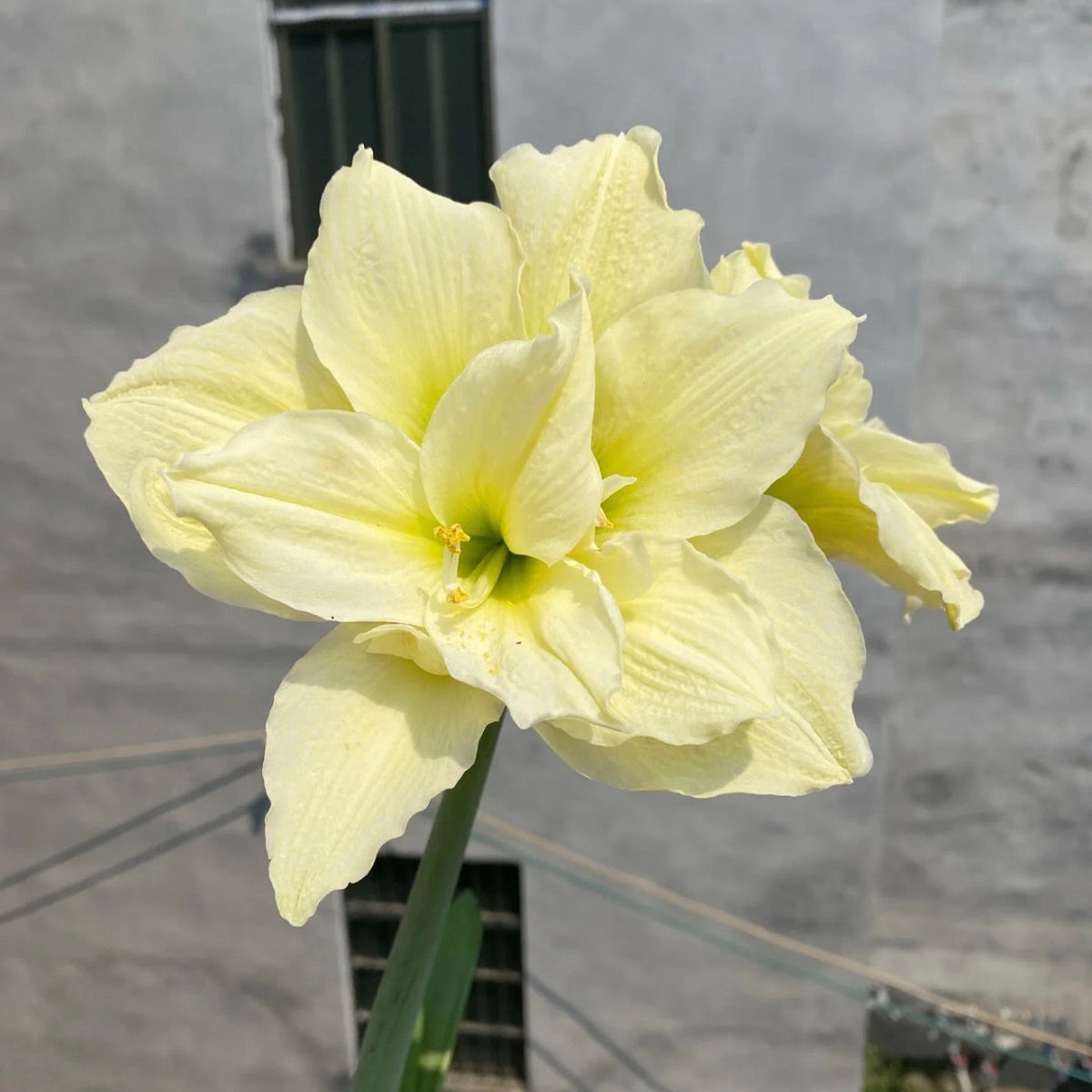 Double-Flowered Amaryllis Bulb🌼