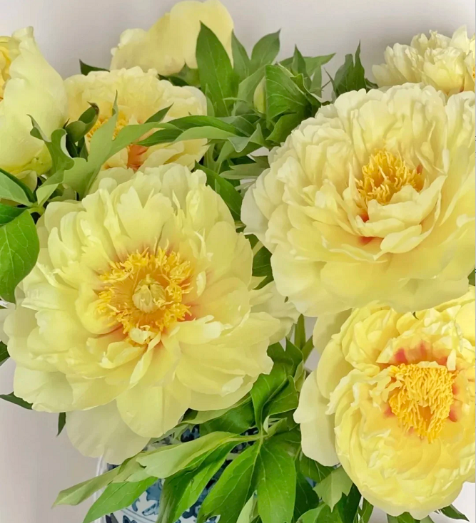 🌺Multicolor Double Peony - The Stunning Flower Of Time