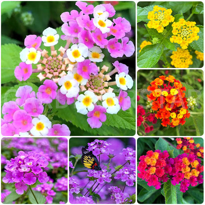🌺Colorful Elf Lantana Seeds - Repels Mosquitoes And Flies