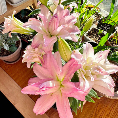 Lily Bulbs