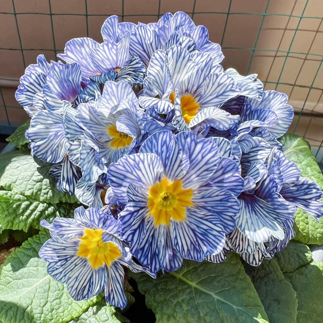 Primula Seeds Blue Zebra Primrose Seeds
