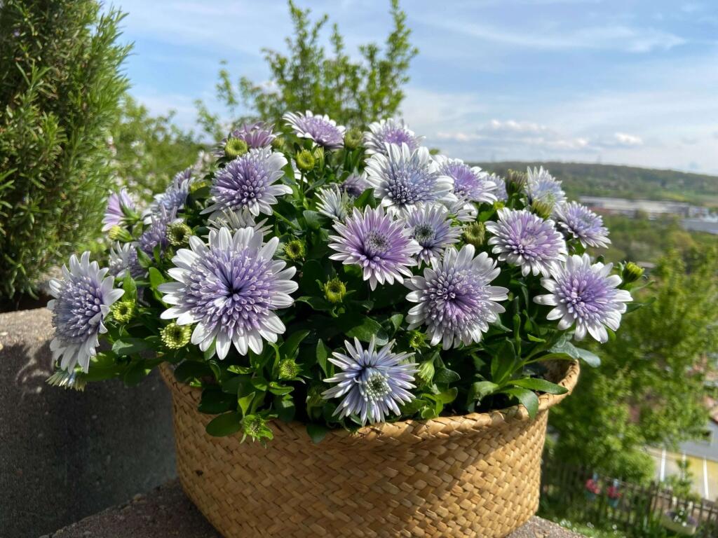 Marigold 'Sky Blue Misty Rain' seeds