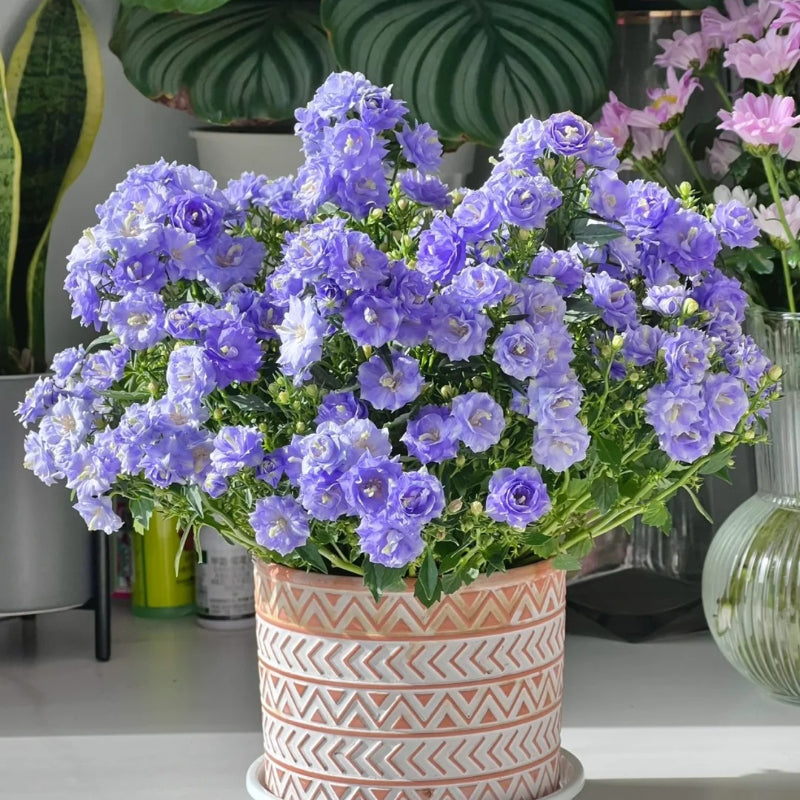 Double Campanula Seeds