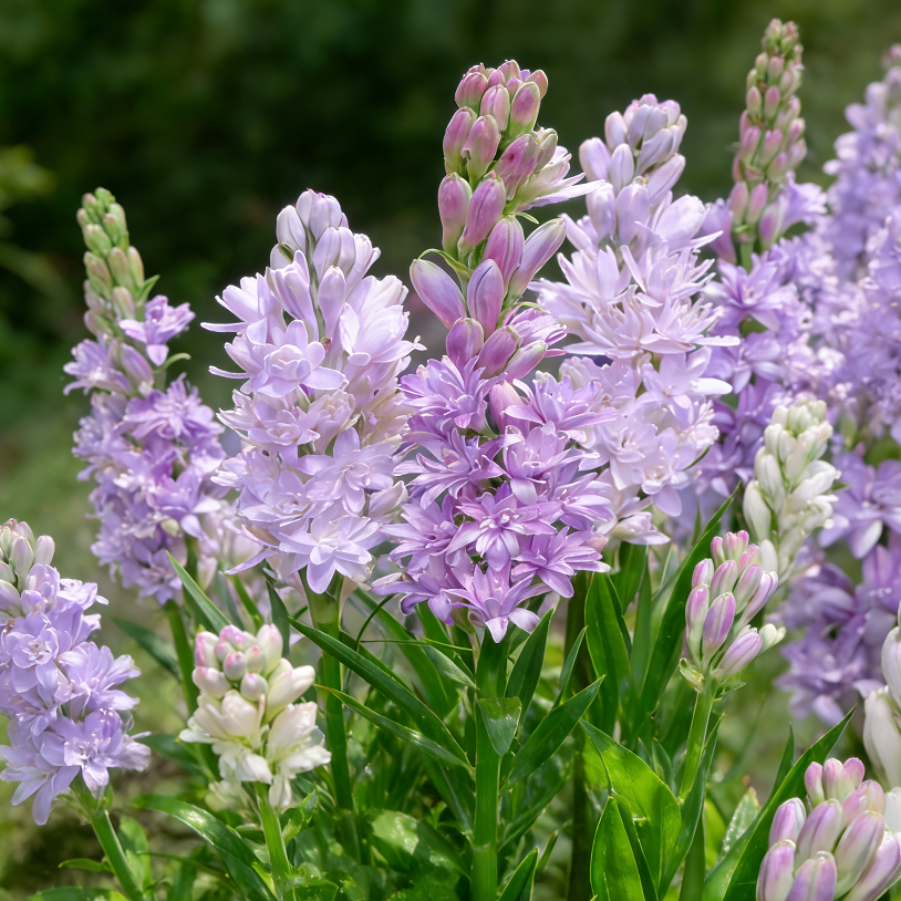 🌺Double Tuberose Bulbs-Heavenly Fragrance • Elegant Double Blooms