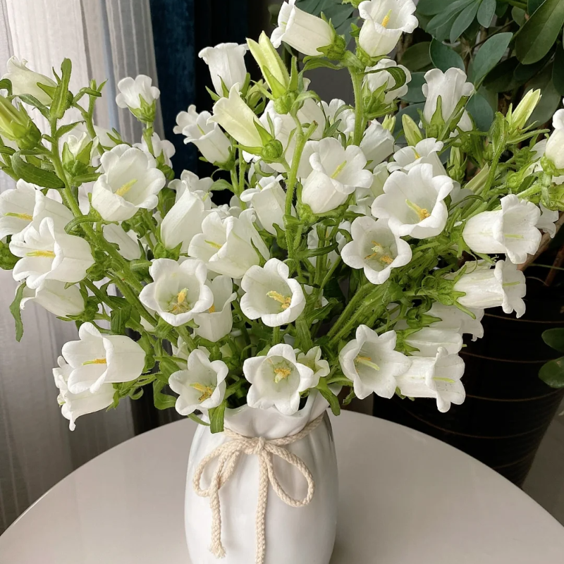 Campanula-Blessings From Afar