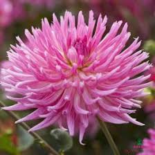 Aster Seeds (Semi-Dwarf) - Jewelaster Rose