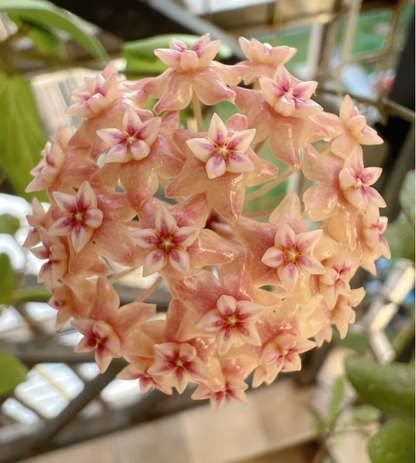 ⭐️Hoya Carnosa Flower Seeds 丨Star-shaped Flower Ball