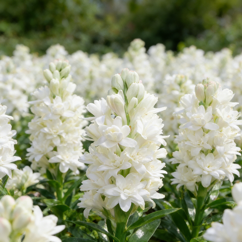 🌺Double Tuberose Bulbs