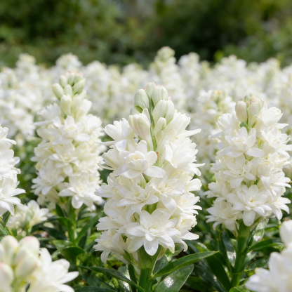 🌺Double Tuberose Bulbs