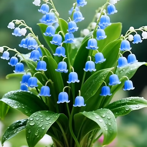 💐Lily of the Valley—Happiness Arrives