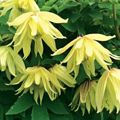Clematis Macropetala