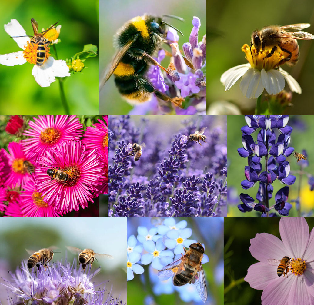 🐝Insect-friendly🔥Over 60 Mixed Perennial Flower Seeds🌿Pure Non-GMO