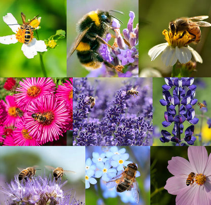 🐝Insect-friendly🔥Over 60 Mixed Perennial Flower Seeds🌿Pure Non-GMO