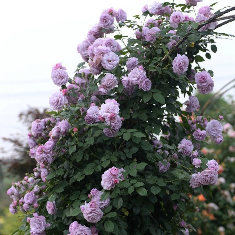 🩷 9 Types Of & Rare Color Climbing Rose Seeds