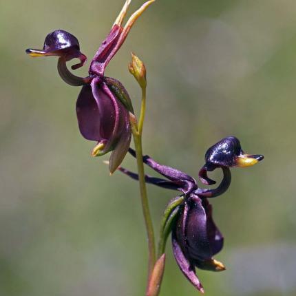 Flying Duck Orchid-Rare flower seed